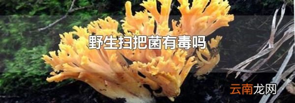 野生扫把菌有毒吗