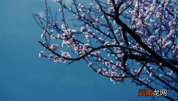 卜算子·咏梅的主旨 卜算子咏梅主旨概括