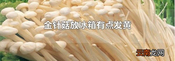金针菇放冰箱有点发黄