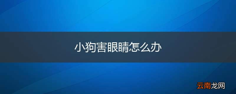 小狗害眼睛怎么办