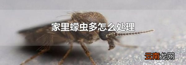 家里蠓虫多怎么处理
