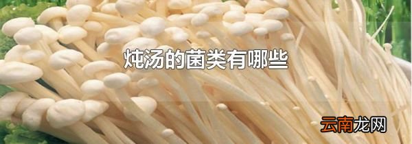 炖汤的菌类有哪些