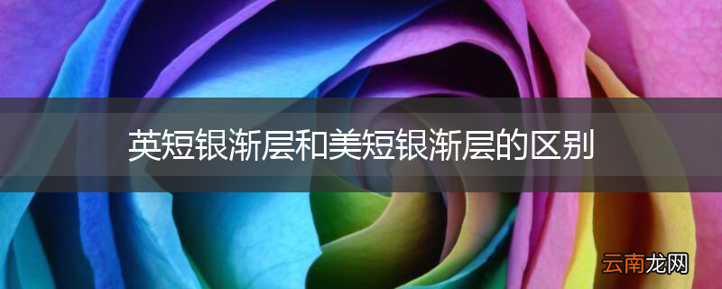 英短银渐层和美短银渐层的区别