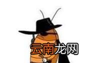 蟑螂会不会飞？