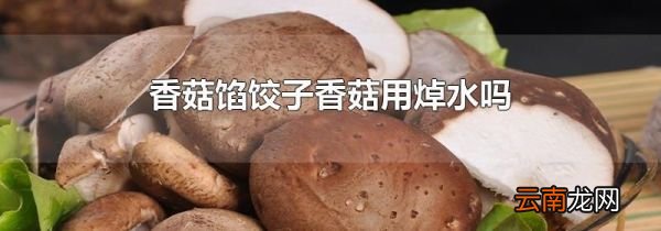 香菇馅饺子香菇用焯水吗