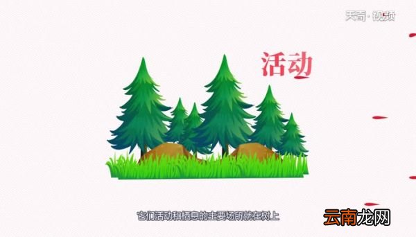小松鼠会爬树吗小松鼠会不会爬树