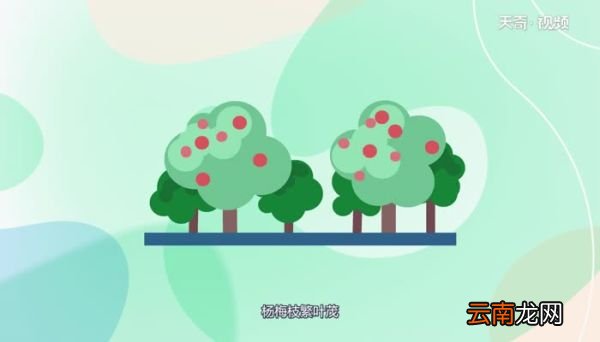 杨梅是自花授粉还是异花授粉 杨梅是通过自花授粉还是异花授粉