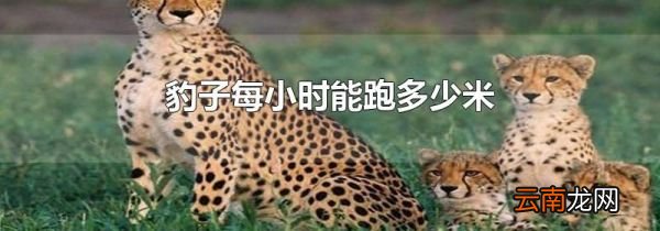 豹子每小时能跑多少米