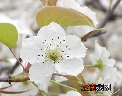 梨花什么时候开？