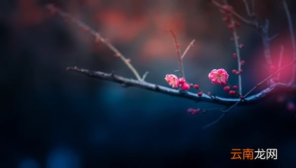 梅花魂这篇课文表达了什么 梅花魂这篇课文表达的是什么