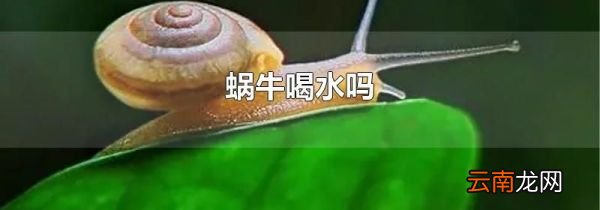 蜗牛喝水吗