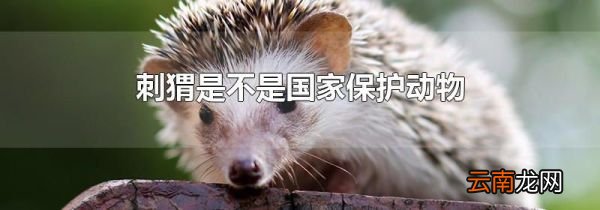 刺猬是不是国家保护动物