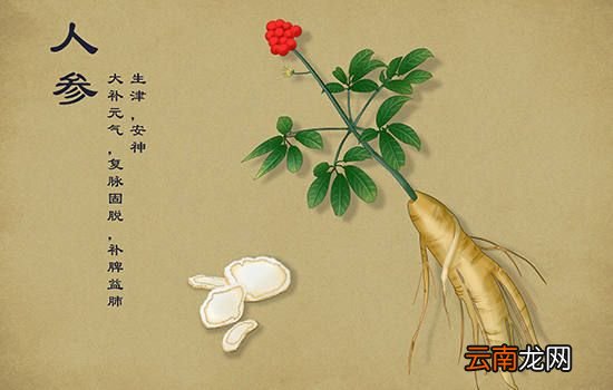 人参会跑是什么原理 人参会什么会跑