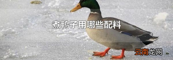 煮鸭子用哪些配料