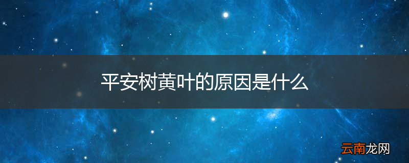 平安树黄叶的原因是什么