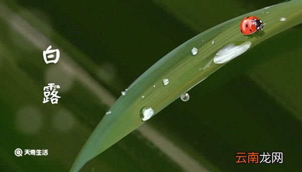 白露节气农作物特点 白露节气气象变化