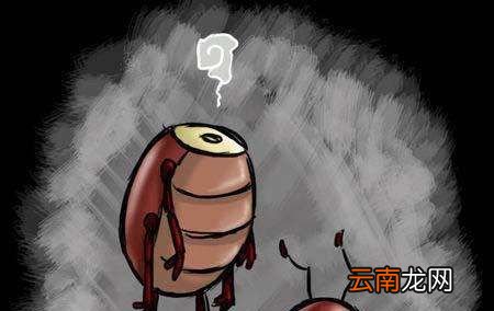 蟑螂没了头部还可以生存很长时间吗？