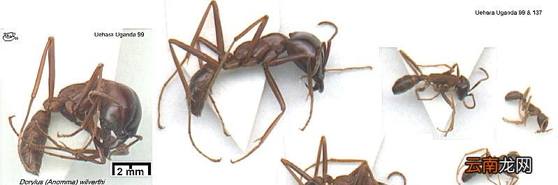 数量众多的行军蚁可以杀死大型动物吗？