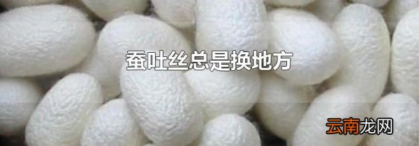 蚕吐丝总是换地方