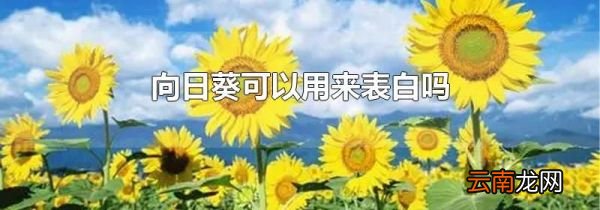 向日葵可以用来表白吗