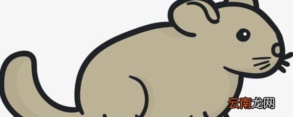 老鼠属于什么类动物 老鼠是不是无骨动物