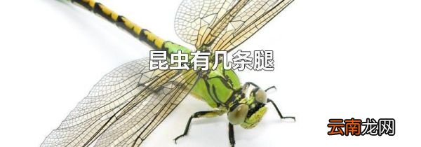 昆虫有几条腿