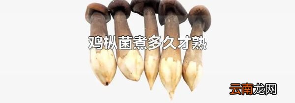 鸡枞菌煮多久才熟