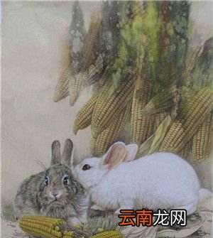吉肖哪几个生肖？