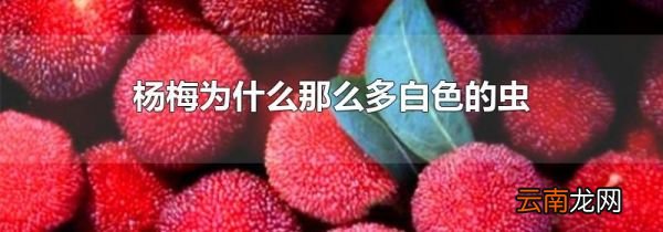 杨梅为什么那么多白色的虫