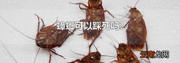 蟑螂可以踩死吗?