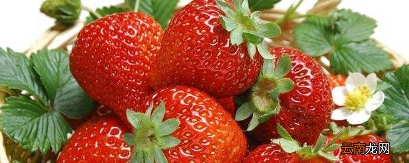 草莓室温下保存时间