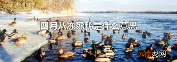 四月八冻死鸭是什么意思