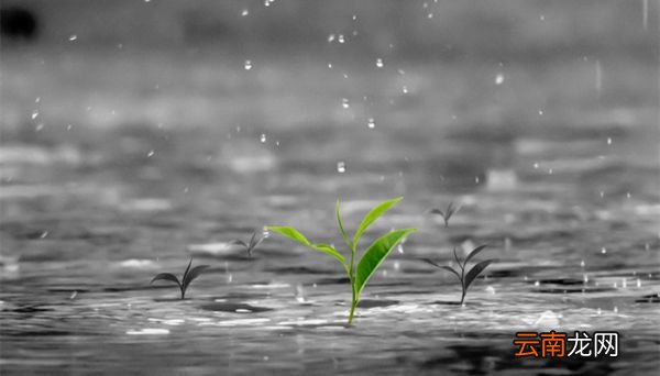 丁香空结雨中愁的意思 丁香空结雨中愁什么意思