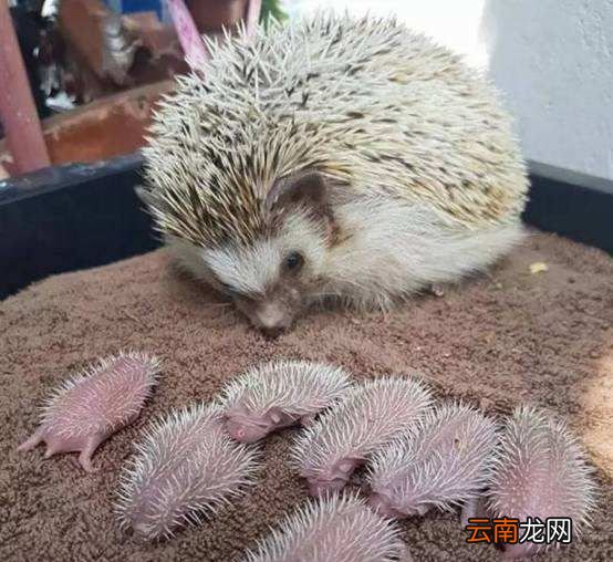 刺猬生下来就有刺吗？