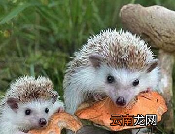 刺猬生下来就有刺吗？
