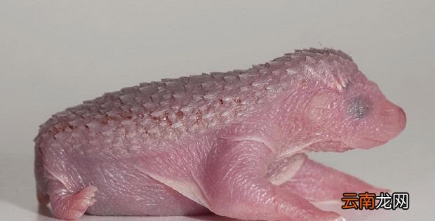 刺猬生下来就有刺吗？