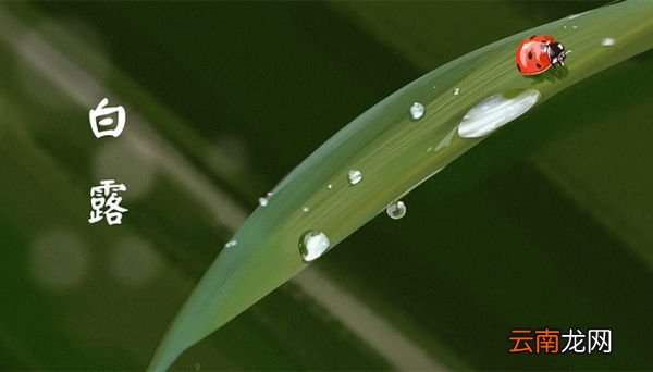 白露节气的含义是什么 二十四节气的白露是什么意思