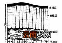 蜗牛壳破损后会不会愈合?