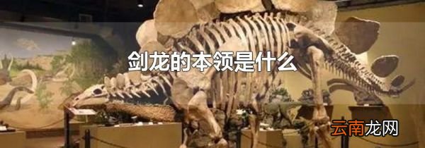 剑龙的本领是什么