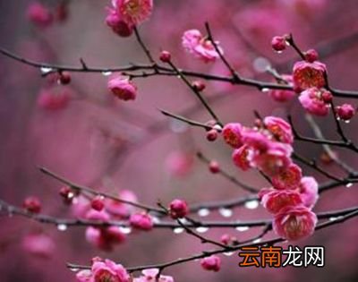 梅花什么时候开？