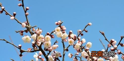 梅花什么时候开？