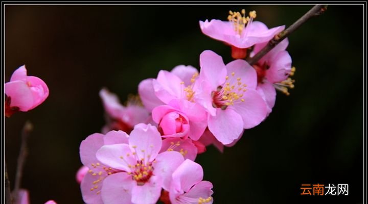 梅花什么时候开？
