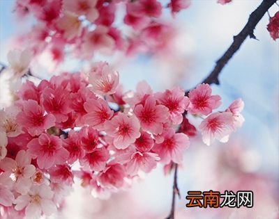 樱花什么时候开花？