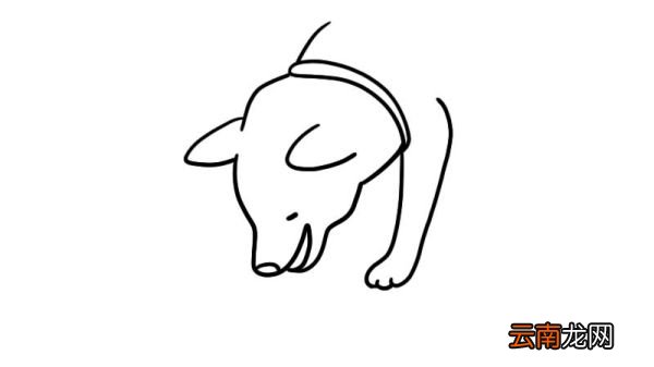 吃狗粮的柴犬简笔画