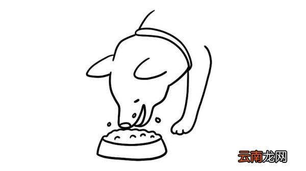吃狗粮的柴犬简笔画