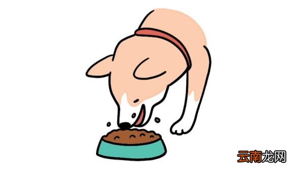 吃狗粮的柴犬简笔画