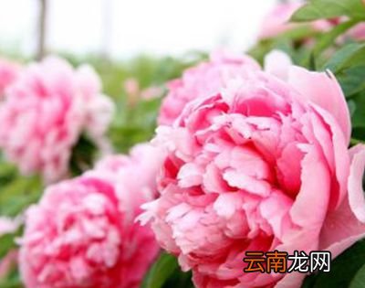 洛阳牡丹花什么时候开？