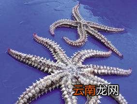 海星都是五角的吗？