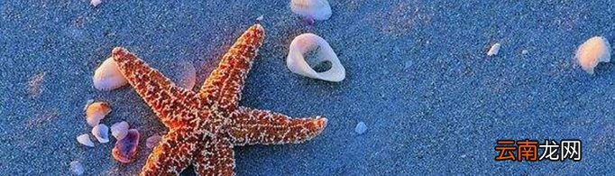 海星都是五角的吗？