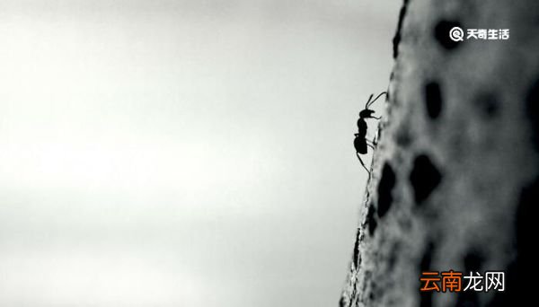 蚂蚁为啥摔不死 蚂蚁摔不死的奥秘